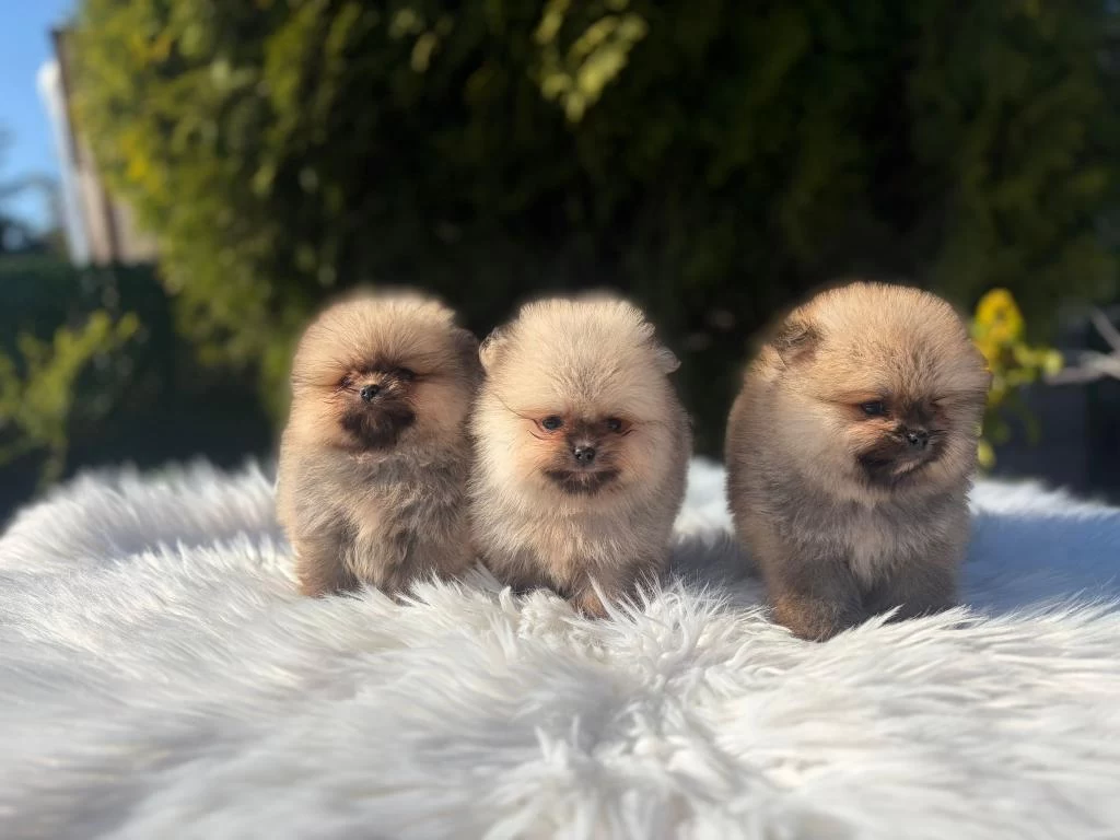 Ayi Surat Dişi Pomeranian Boo Yavrular