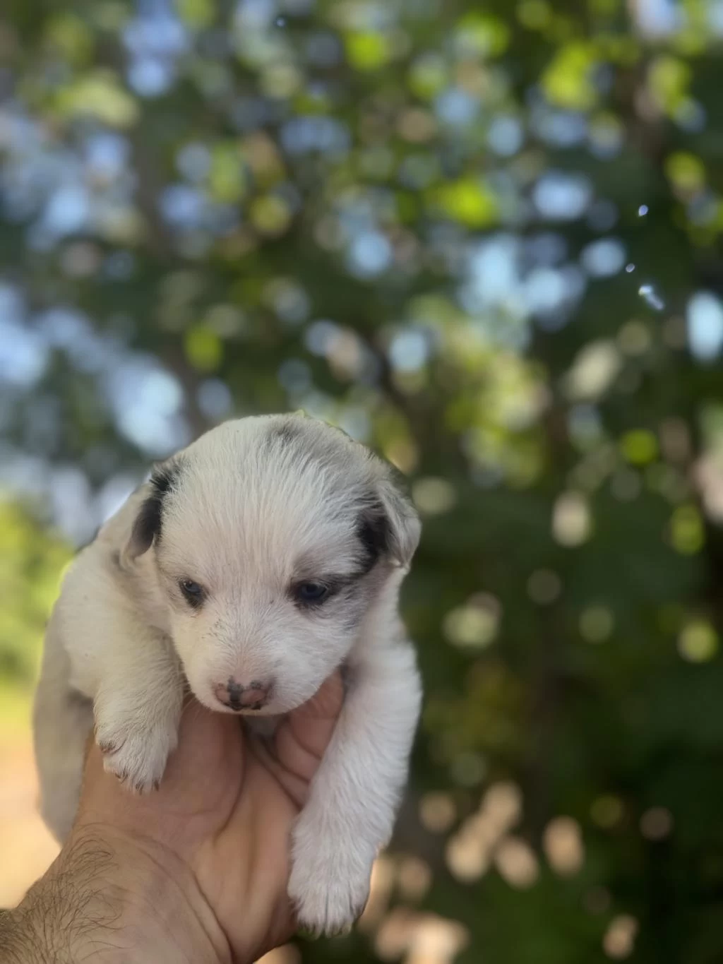 Üreticiden Safkan Border Collie