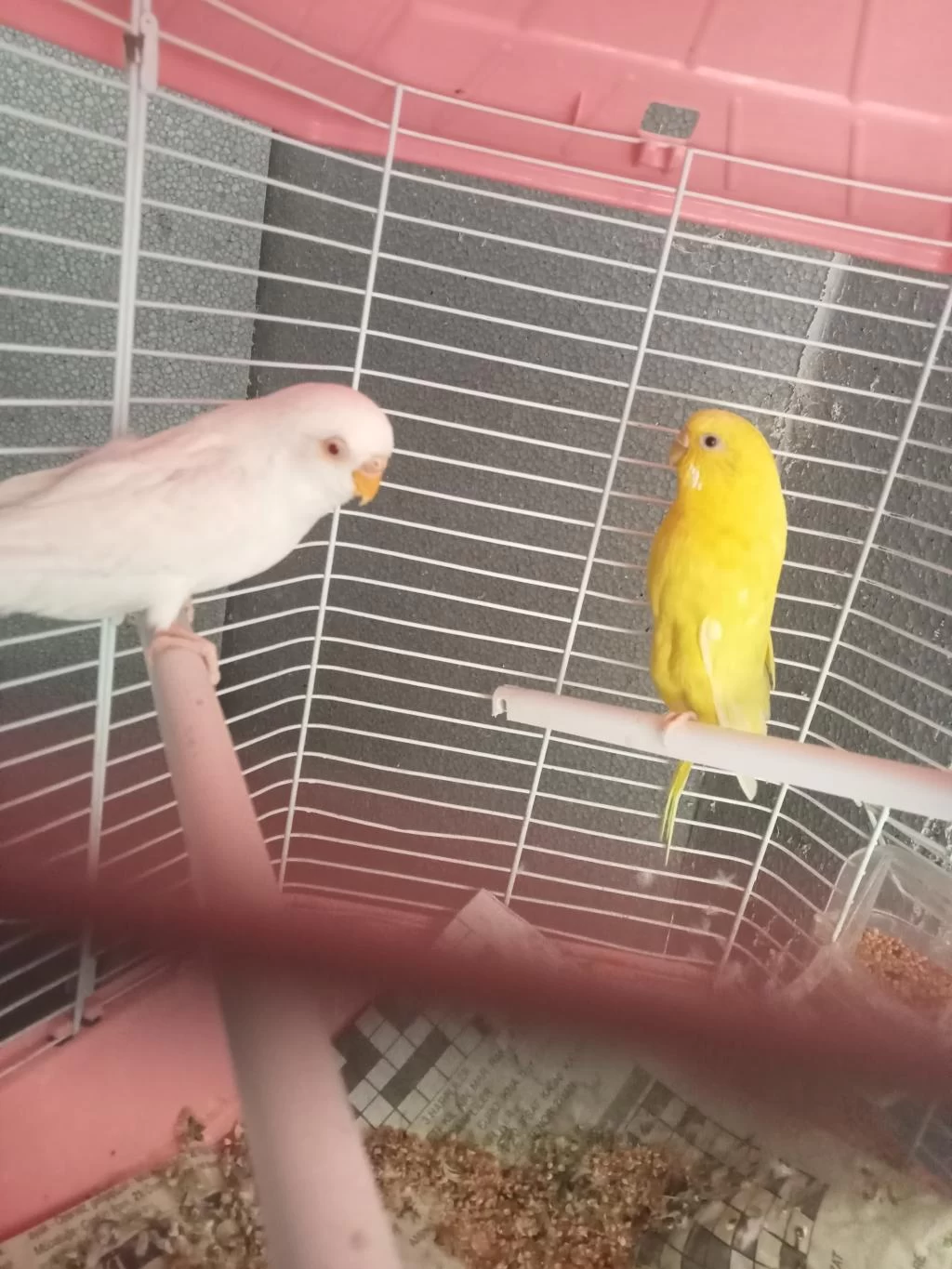 Muhabbet Kuşu Lutino Albino Bunlar Takım Diğeri Erkek
