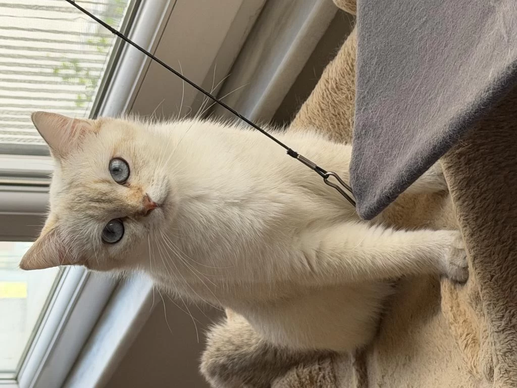Goldpoint Dişi British Shorthair