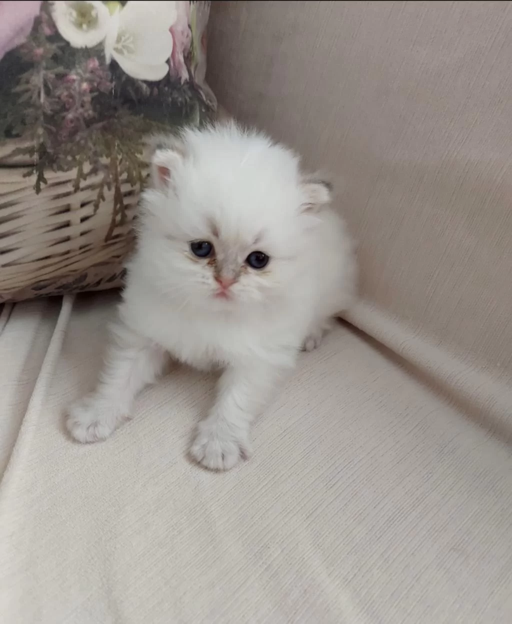 British Longhair Oğlumuz Yeni Yuvasını Arıyor