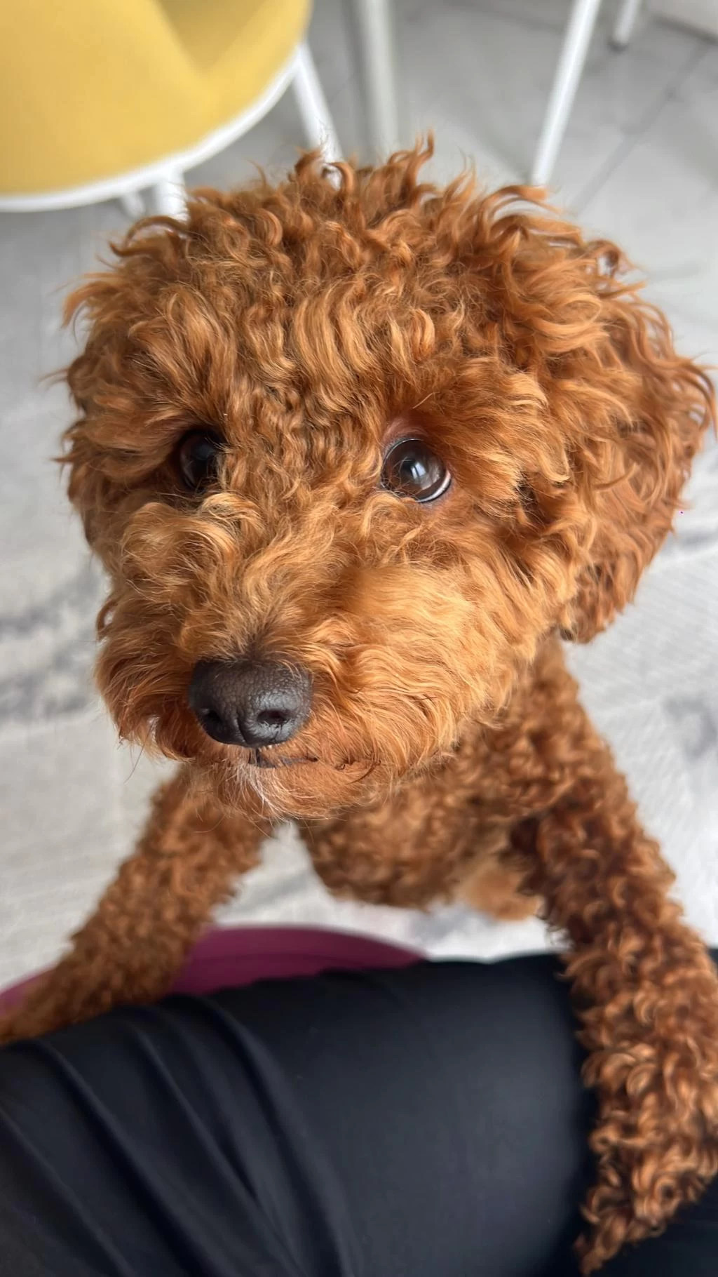 Sağlıklı Toy Poodle Dişi