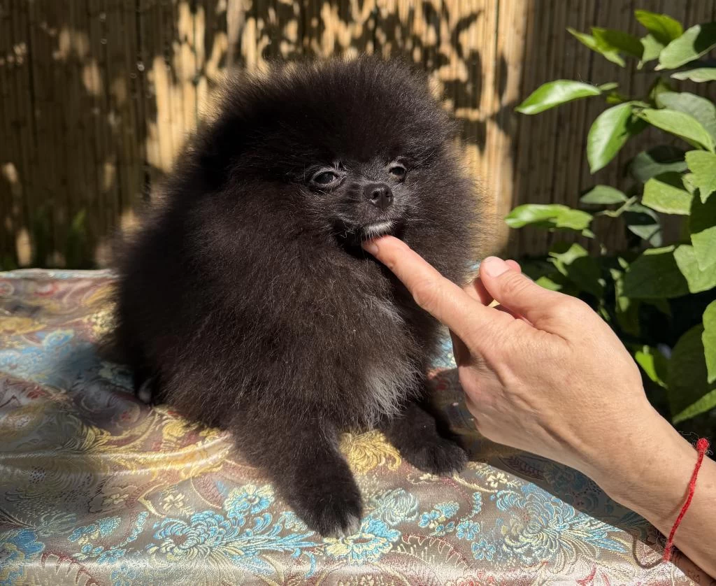 Garantili Pomeranian Tea Cup Dişi