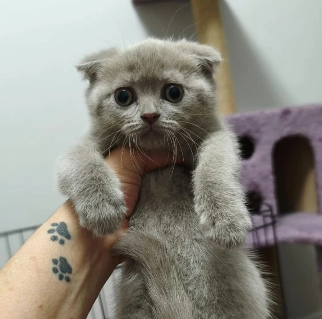 2 Aylık Scottish Fold
