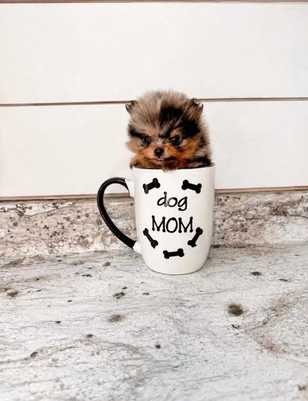 A Kalite Pomeranian Boo Merle
