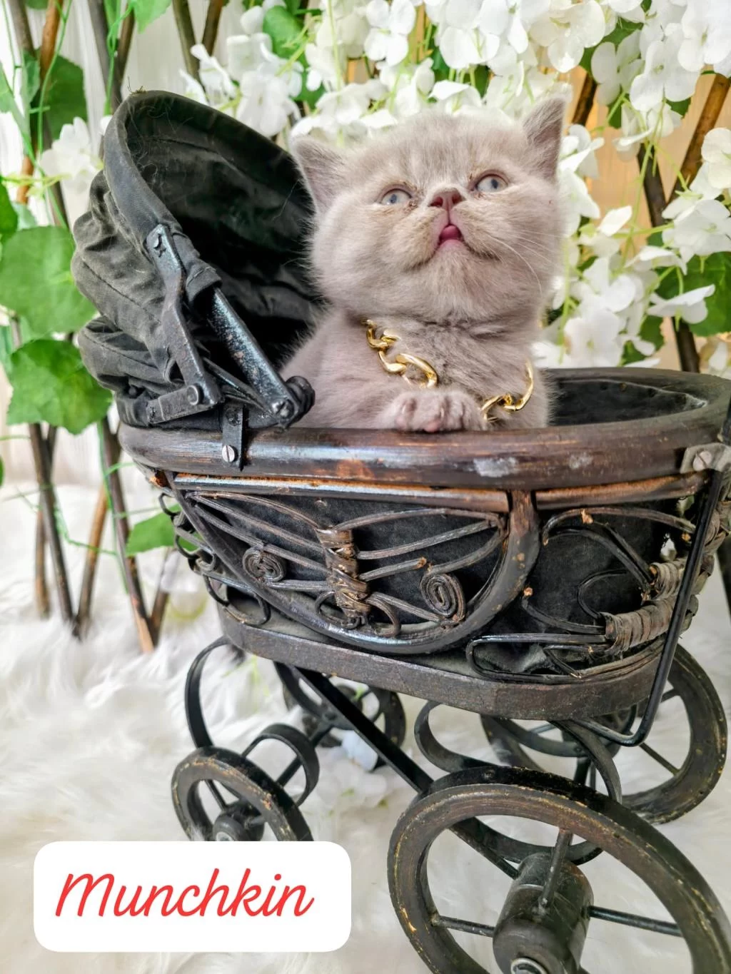Munchkin Cüce Kedimiz