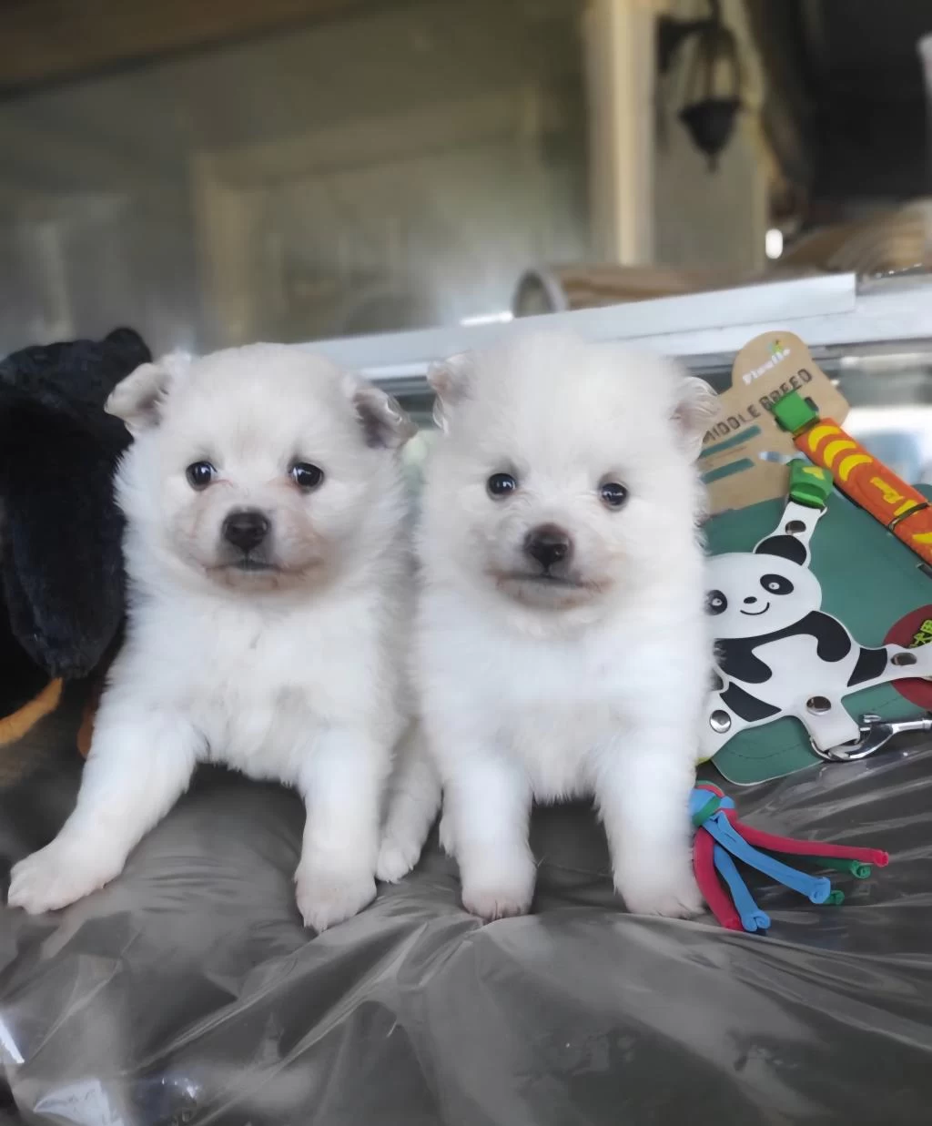 Kar Beyaz Samoyed Bebekleri