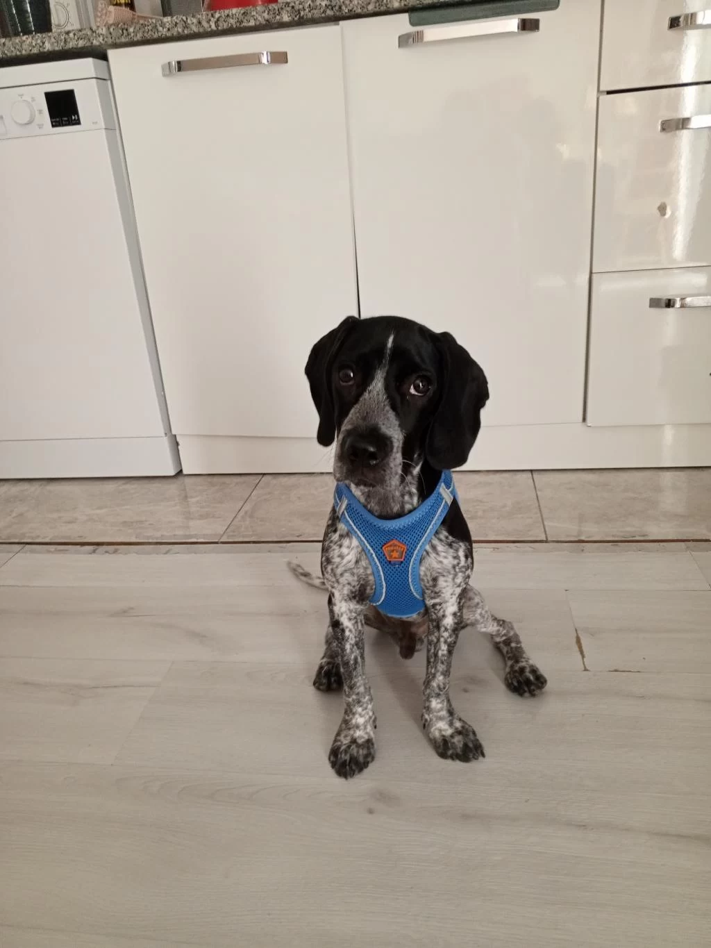 Alman Pointer Erkek Köpeğimize Yuva Arıyoruz