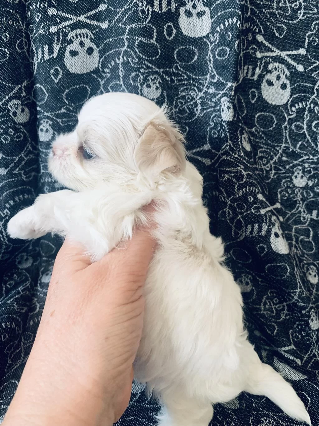 Saf Kore Kani Maltese 3 Aylik Dişi