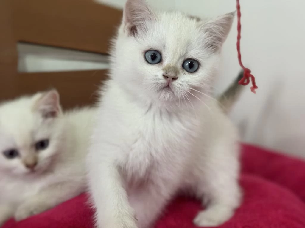 Show Kalite Goldenpoint British Shorthair Yavrular