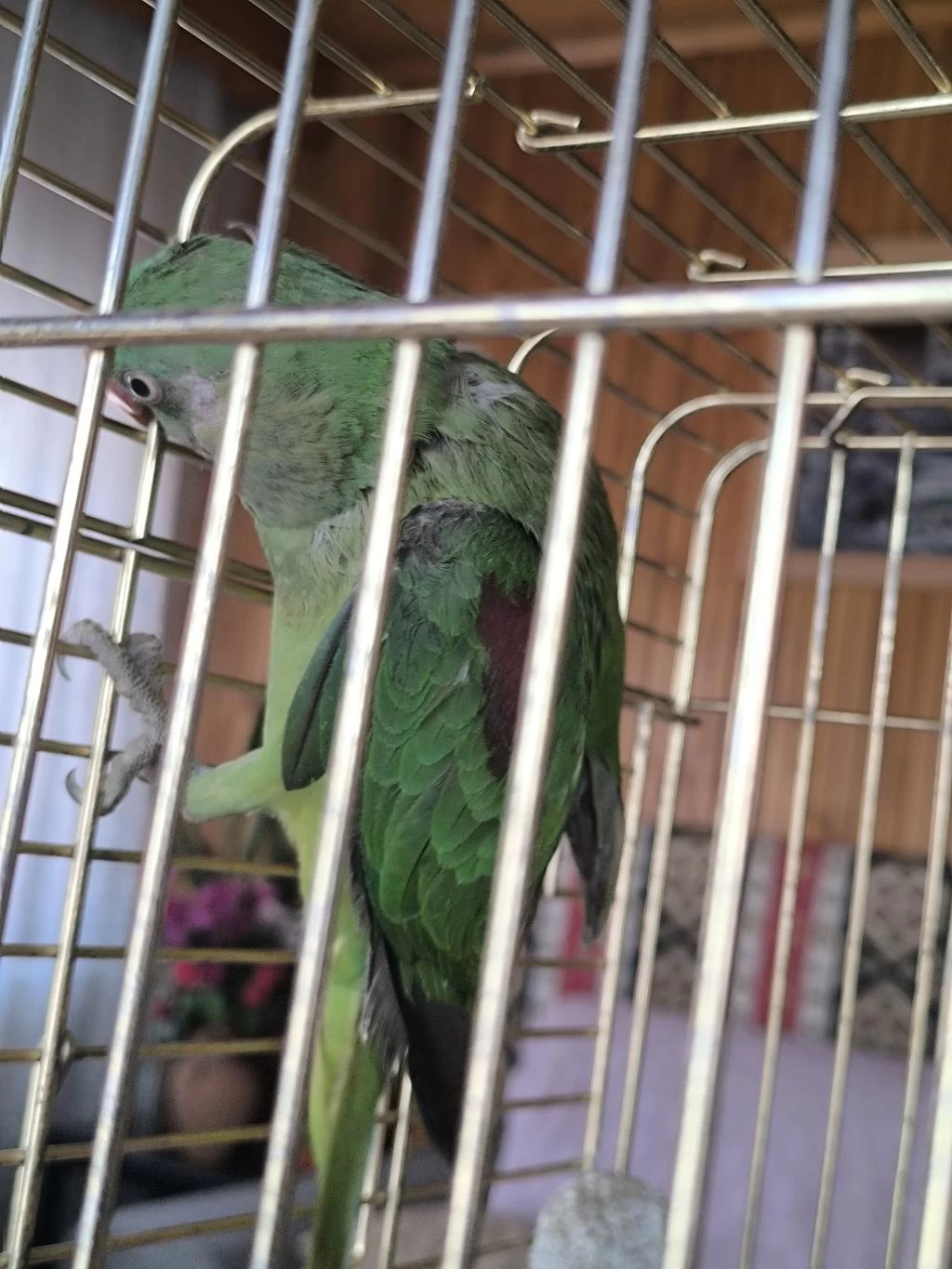 Tek Kanadi Engelli Alexander Papağani Takas Olur