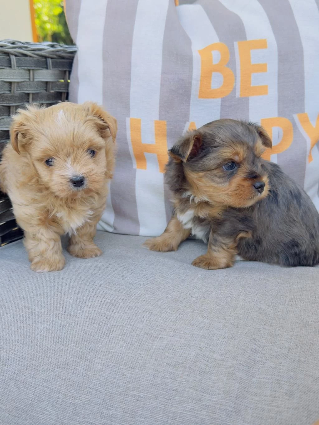 Petmode Köpek Çiftliğinden Morkie Yavrularımız