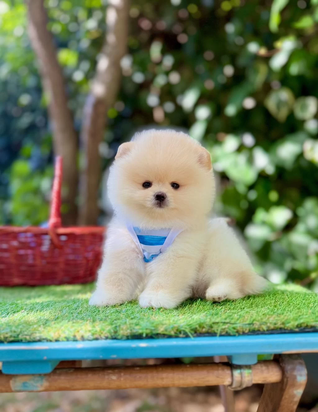 Safkan Pomeranian Boo Yavrularımız