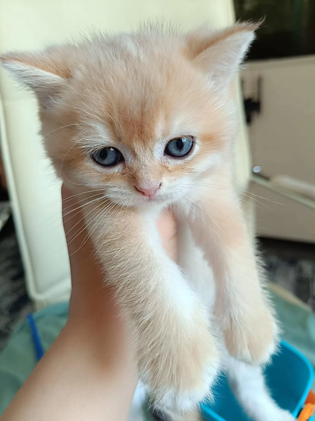 Safkan British Shorthair Bebeklerimiz