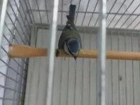 Mavi Baştankara Kuşu Erkek