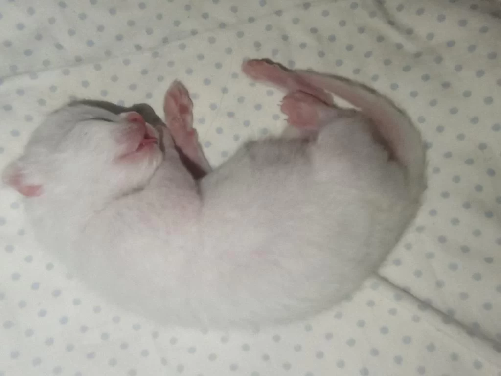 British Shorthair Sahiplendirme Beyaz