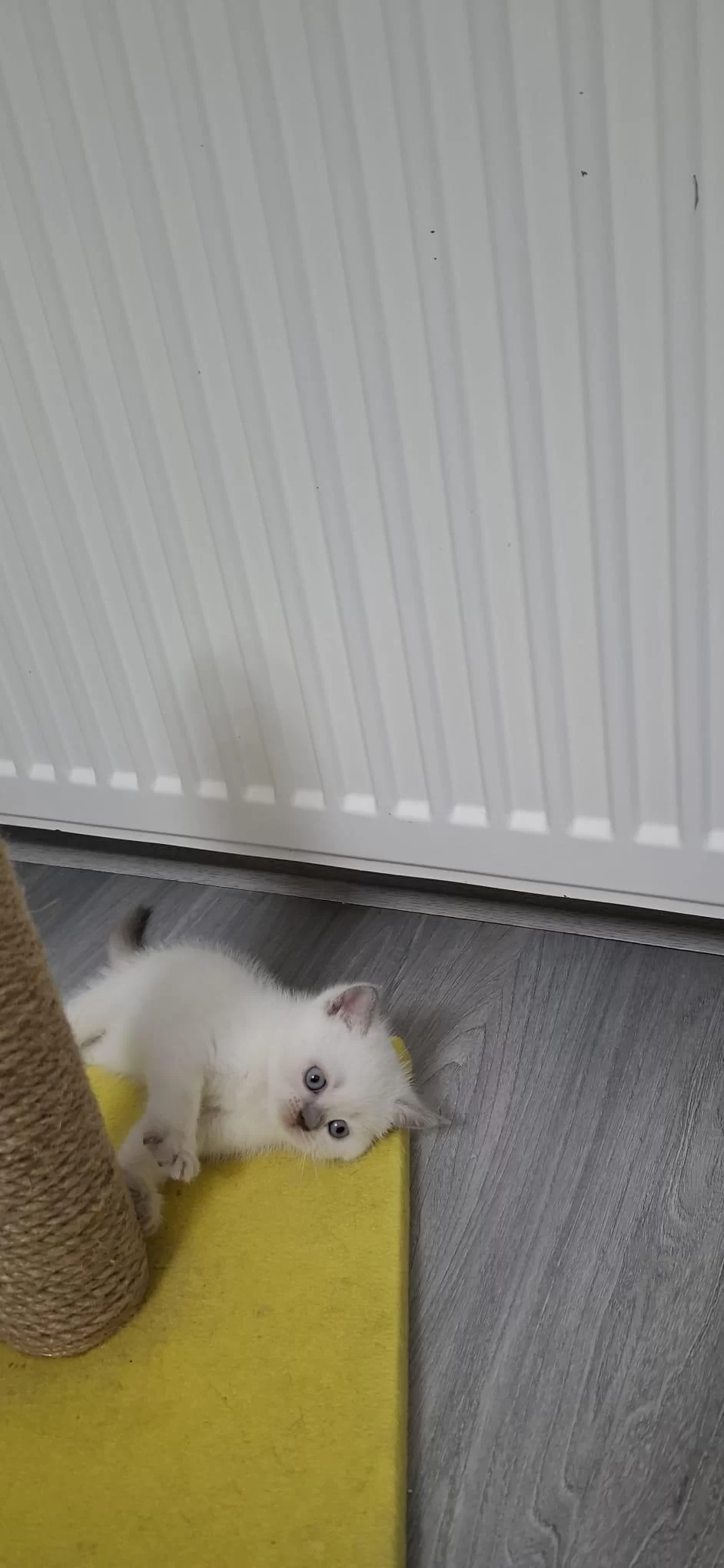 Yeni Yuvasına Hazır British Shorthair Yavrumuz