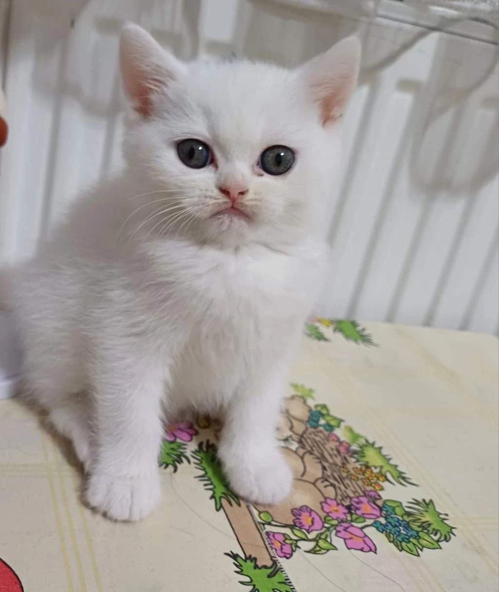 Yeni Yuvasına Hazır British Shorthair Yavrumuz