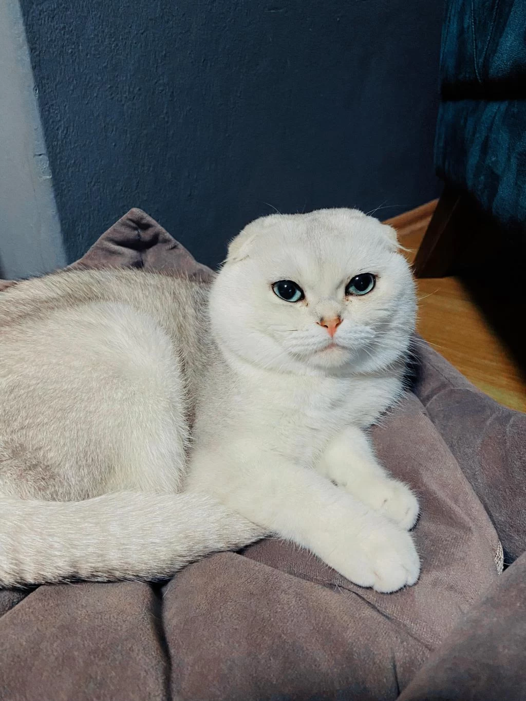 Scottish Fold Oğlumuz Pamuğa Aile Arıyoruz