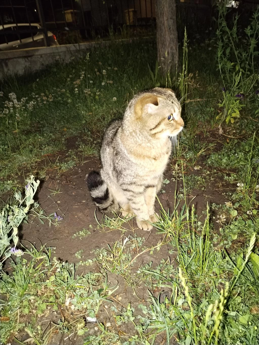 Scottish Fold 1,5 Yaşında