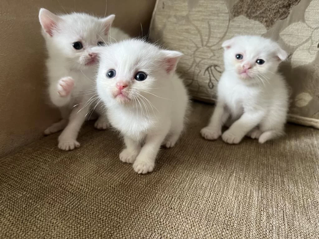 Safkan British Shorthair Yavrusu Yeni Yuvasını Arıyor