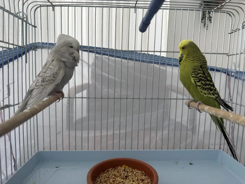 Çift Jumbo Muhabbet Kuşu