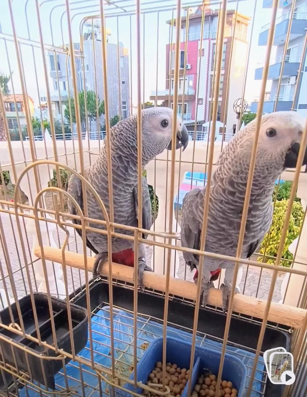 Jako Papağanı Yavrularımız Yeni Ailelerine Gitmeye Hazır