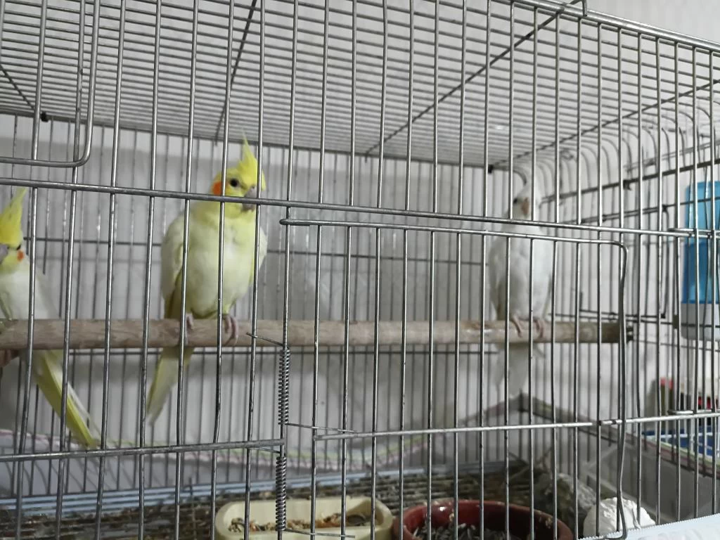 Sultan Papağanı Albino Grey Lutino