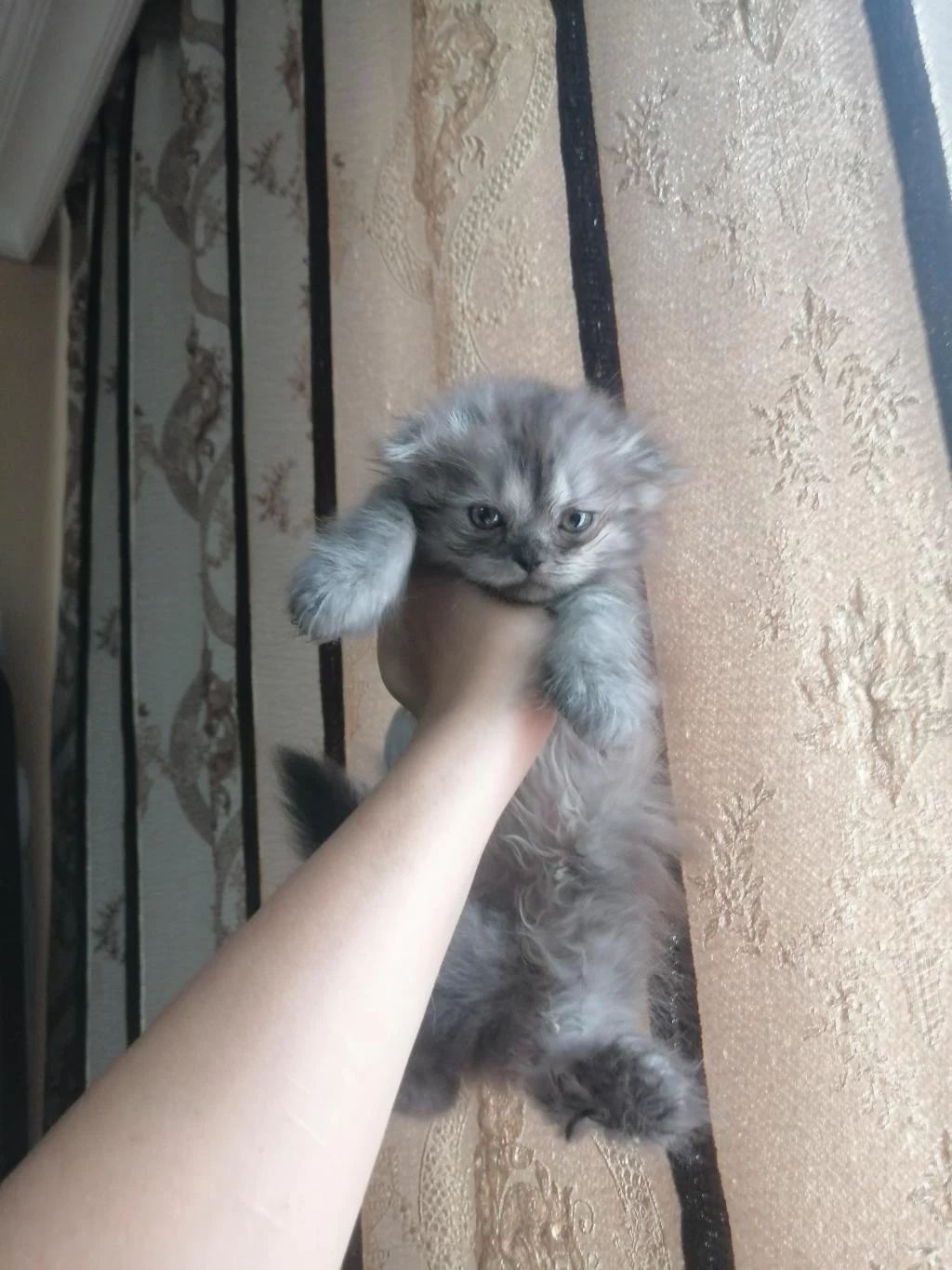 Kediler Çok Çok Uyguna Gidiyorlar