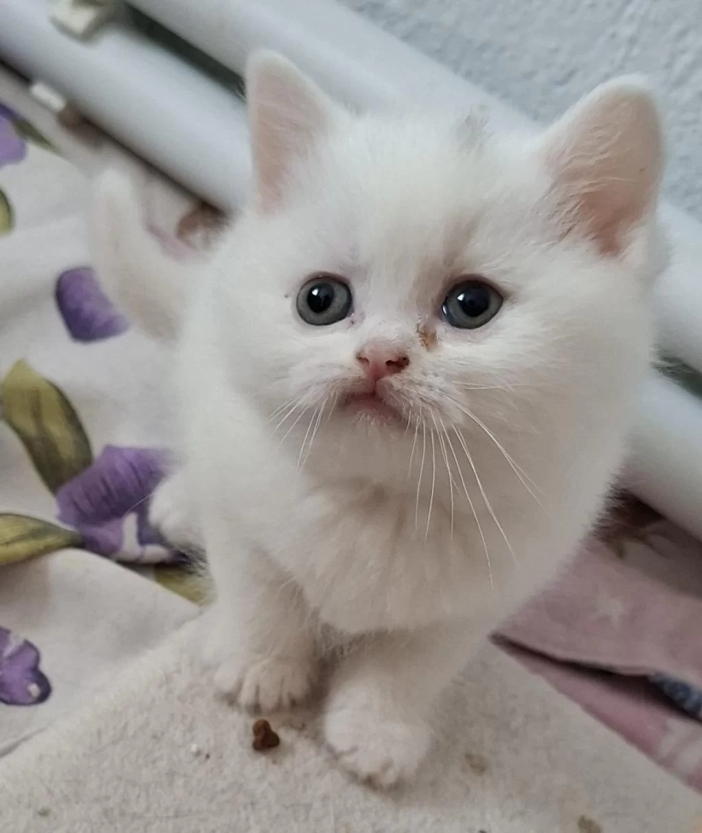 Yeni Yuvasına Hazır British Shorthair Yavrumuz