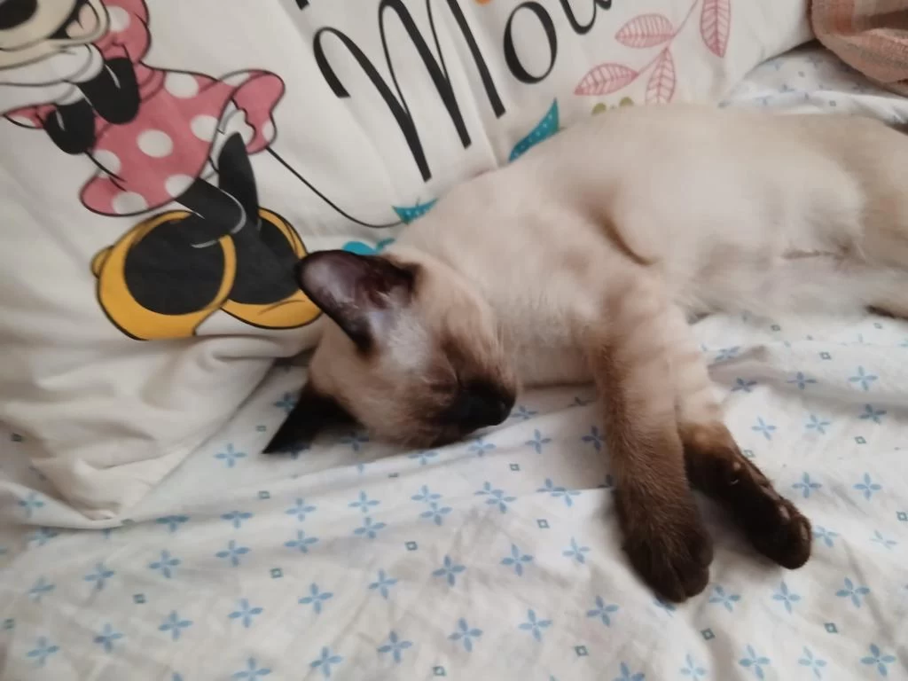 Kedimiz Paşa Ya Yeni Yuva Ariyoruz