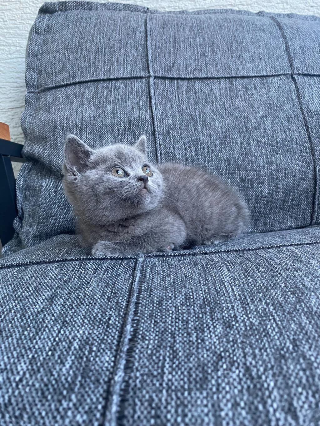 2 Erkek British Shorthair Blue Yavrular