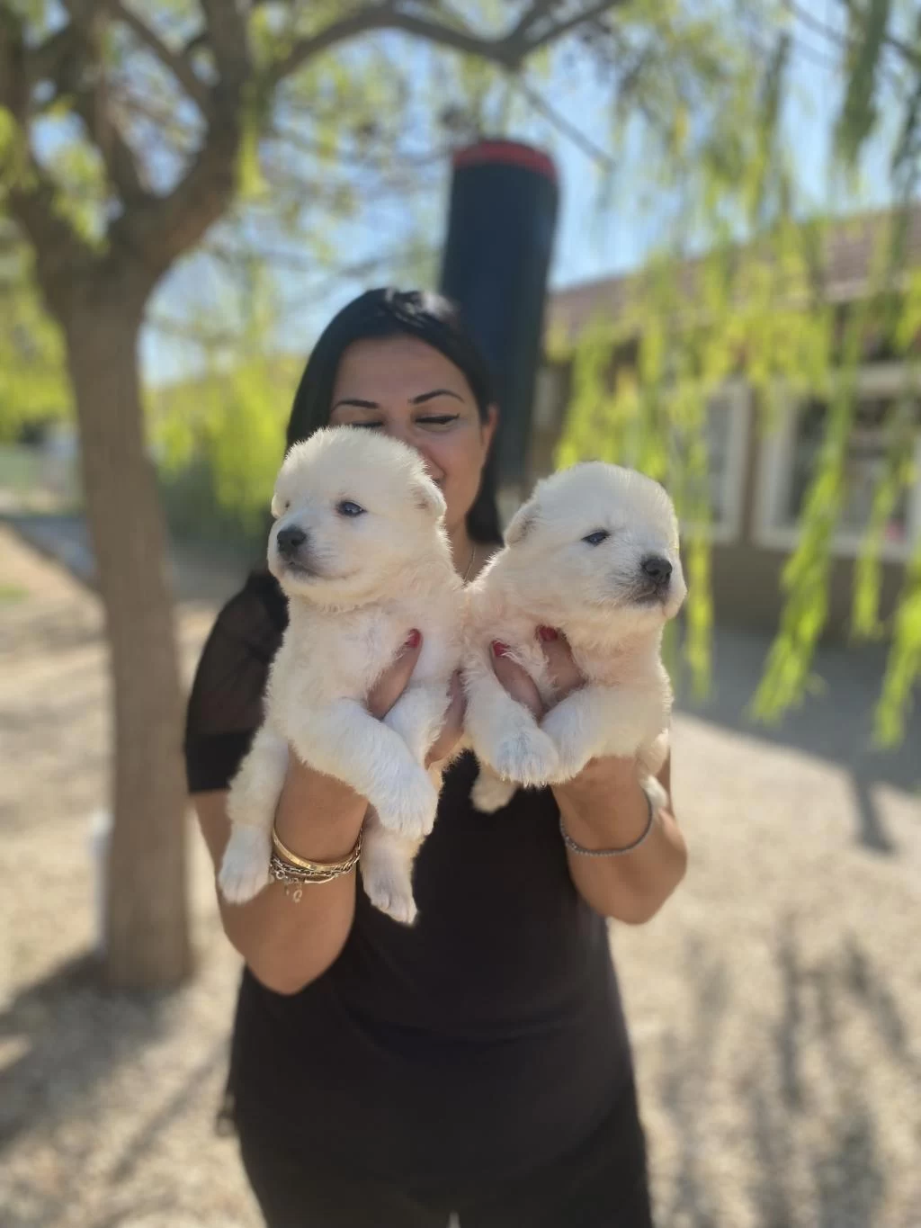 Safkan Aşılı Samoyed Yavrularım