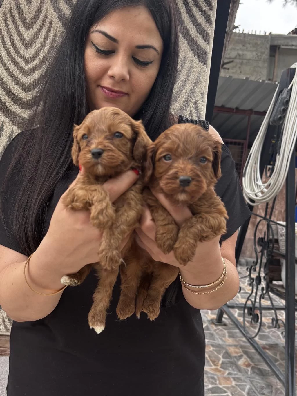 Ufacık Koyu Renk Maltipoo Yavrularım