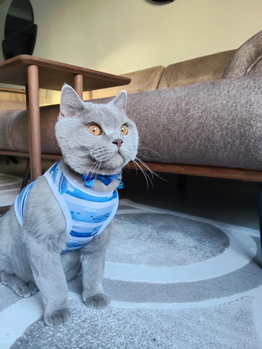 British Shorthair Ücretsiz Sahiplendirme