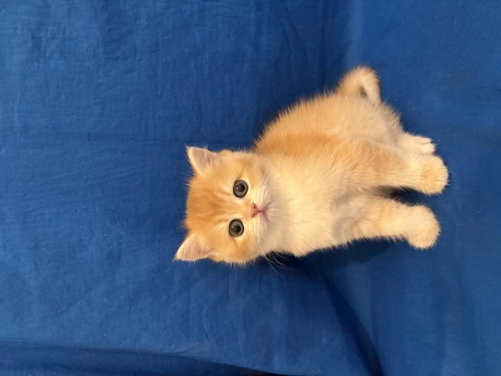 British Shorthair Golden Bebek