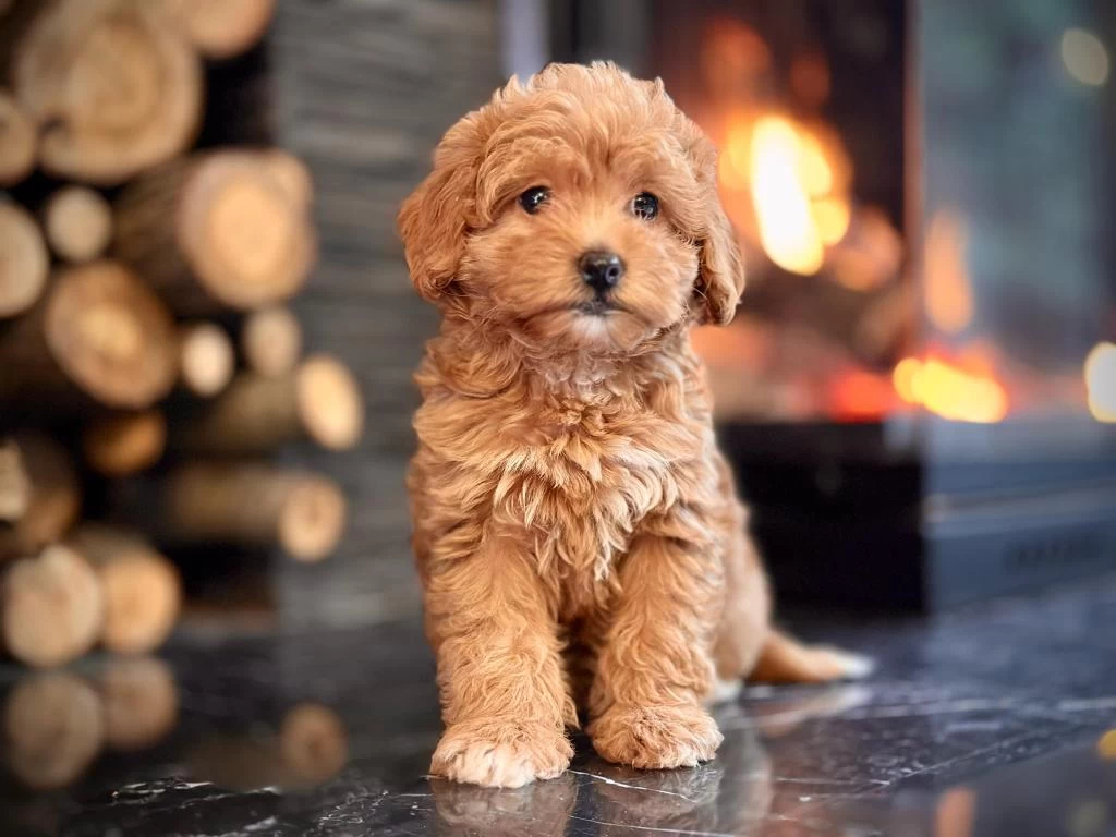 Hipoalerjanik Toy Poodle Bebeklerim