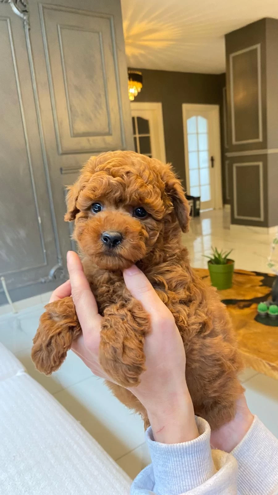 Poodle Yavrularımız Akalıte