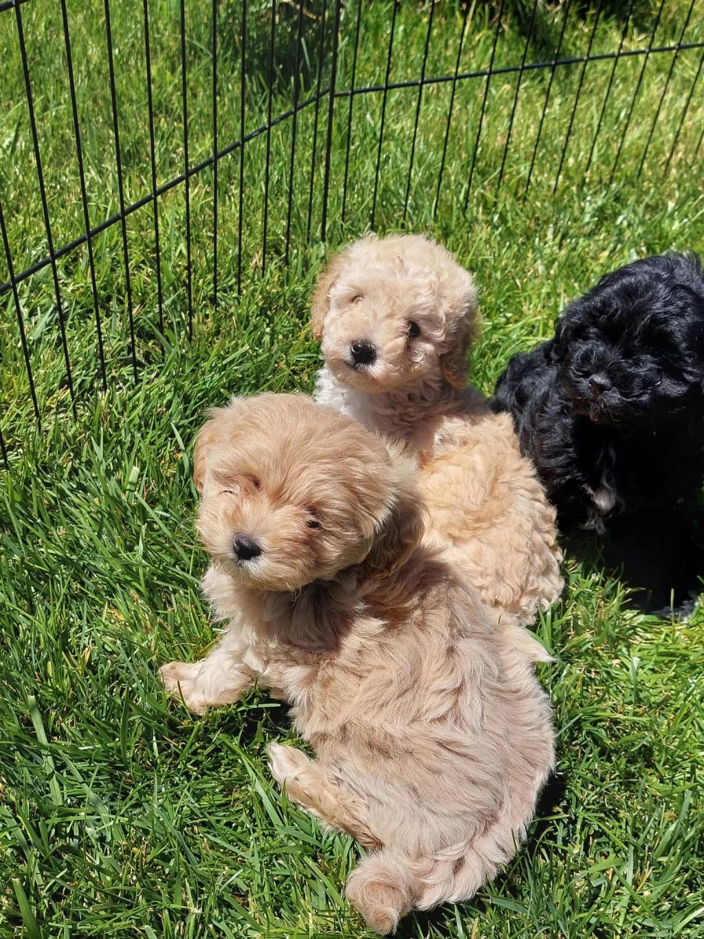 Zekasıyla Büyüleyen Hipoalerjenik 3 Aylık Maltipoo