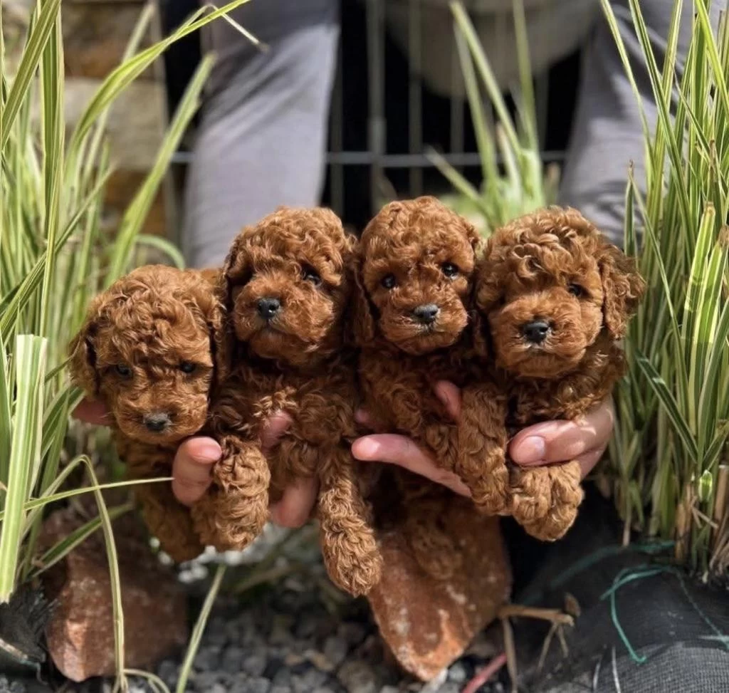 Red Brown Toy Poodle İrk Garantili Yavrular