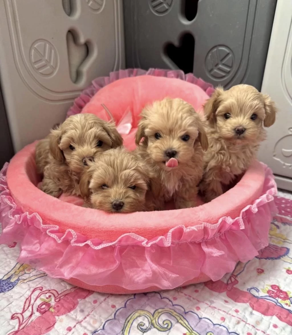 En Güzel Maltipoo Bebekler