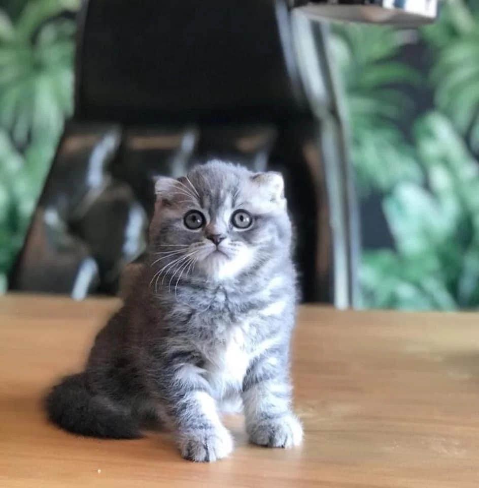 Scottish Fold Sevimli Yavrularim