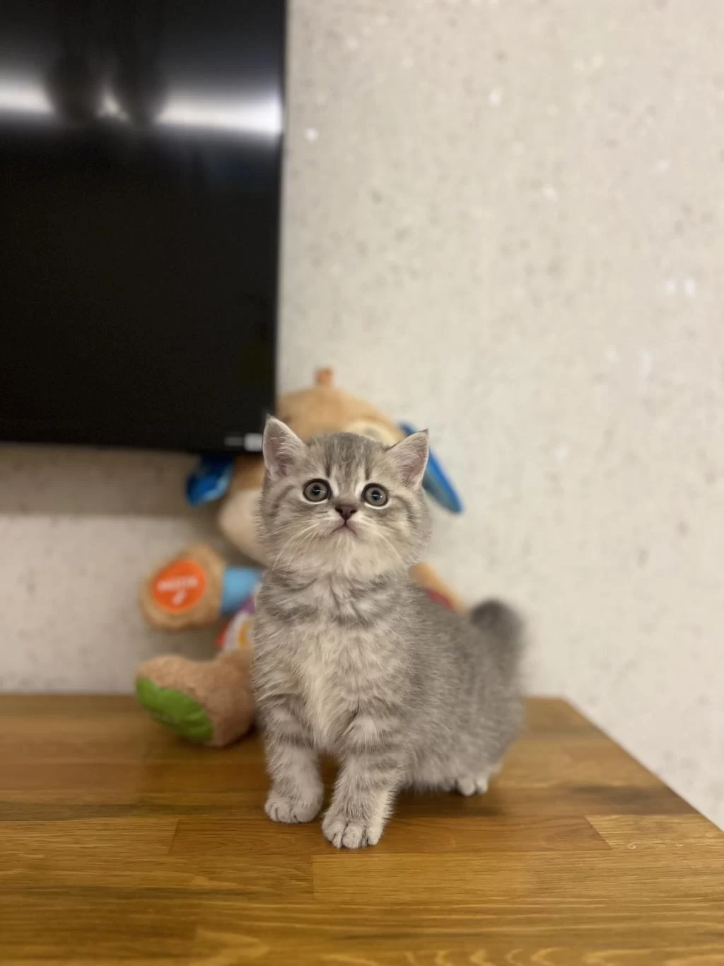 İrk Ve Sağlik Garantili British Shorthair Yavrularim