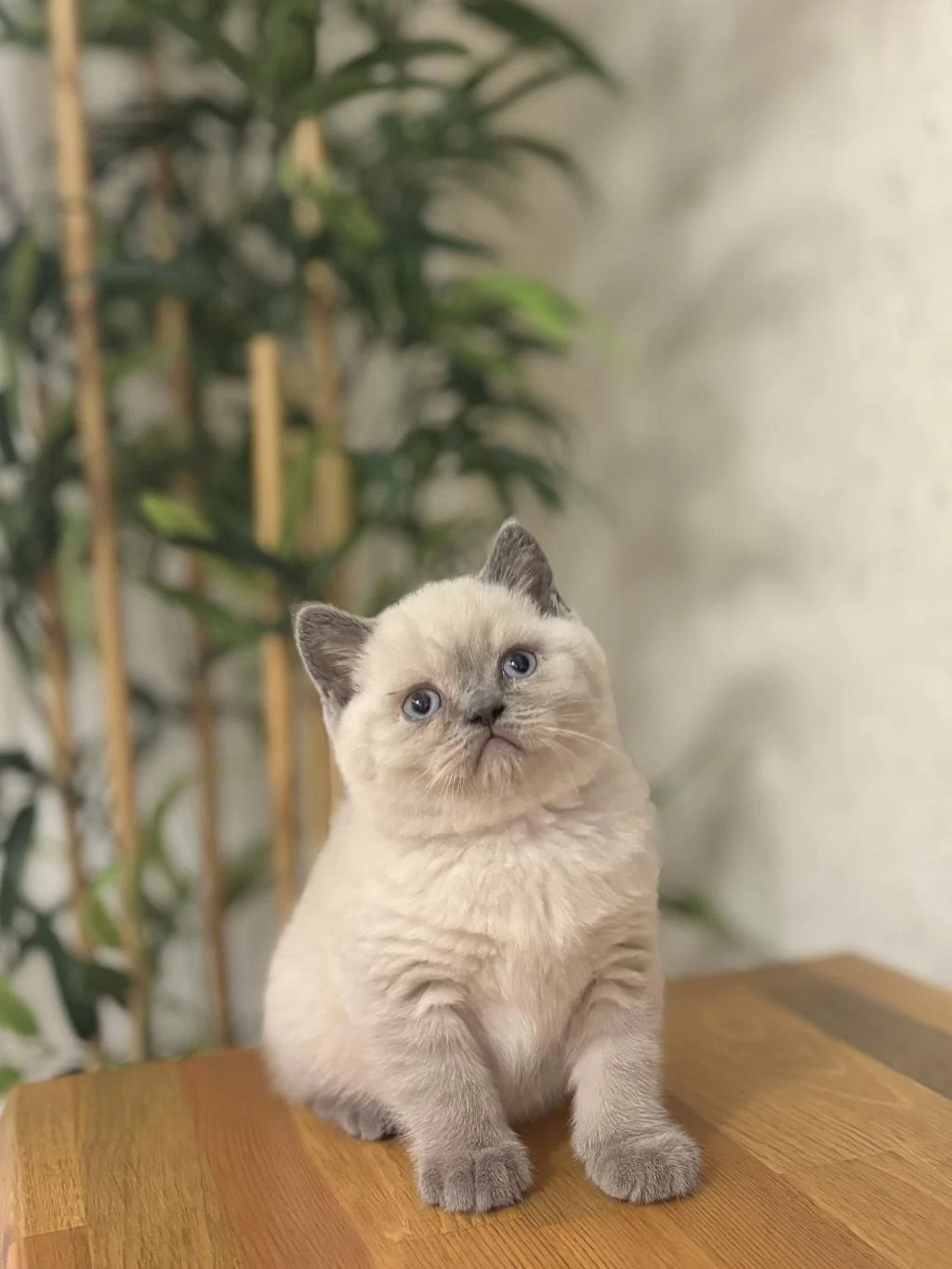 British Shorthair Blue Point Yavrularim