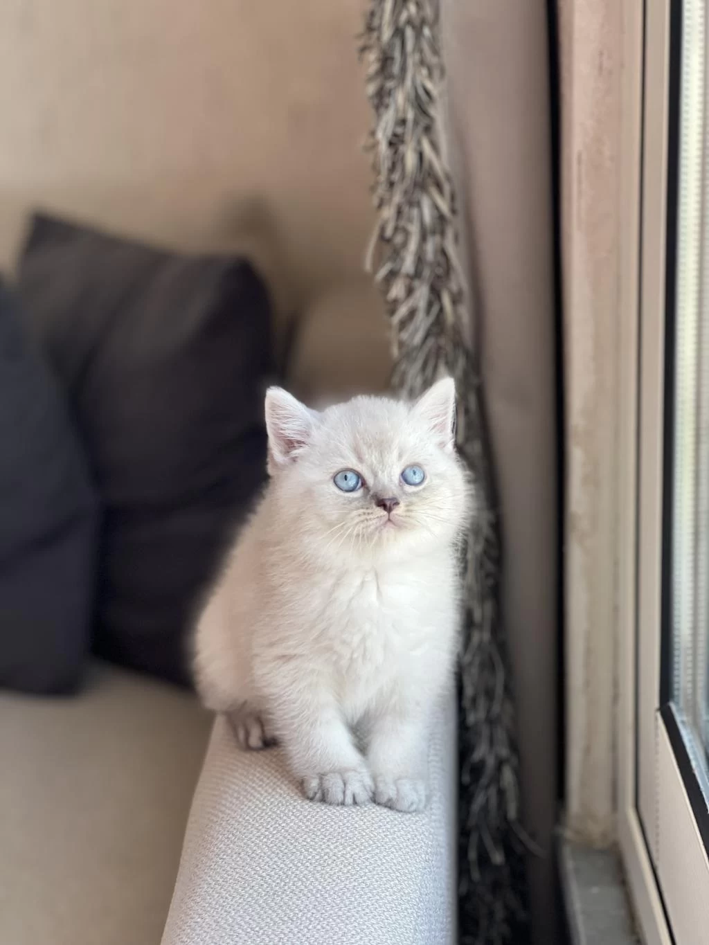 Teslime Hazir Safkan British Shorthair Yavrum