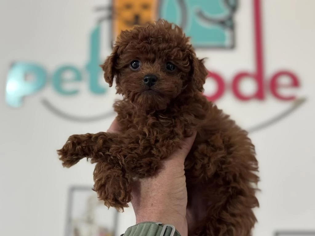 Ankarada Kore Toy Poodle Yavrular Petmode Den