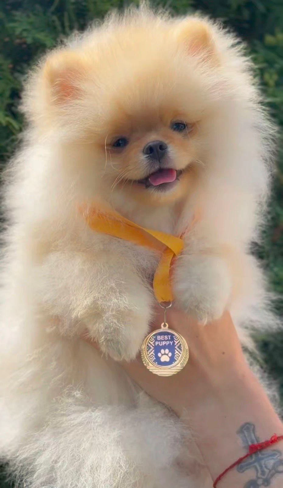 Yarışma Düzeyinde Teddy Pomeranian Petmode Den