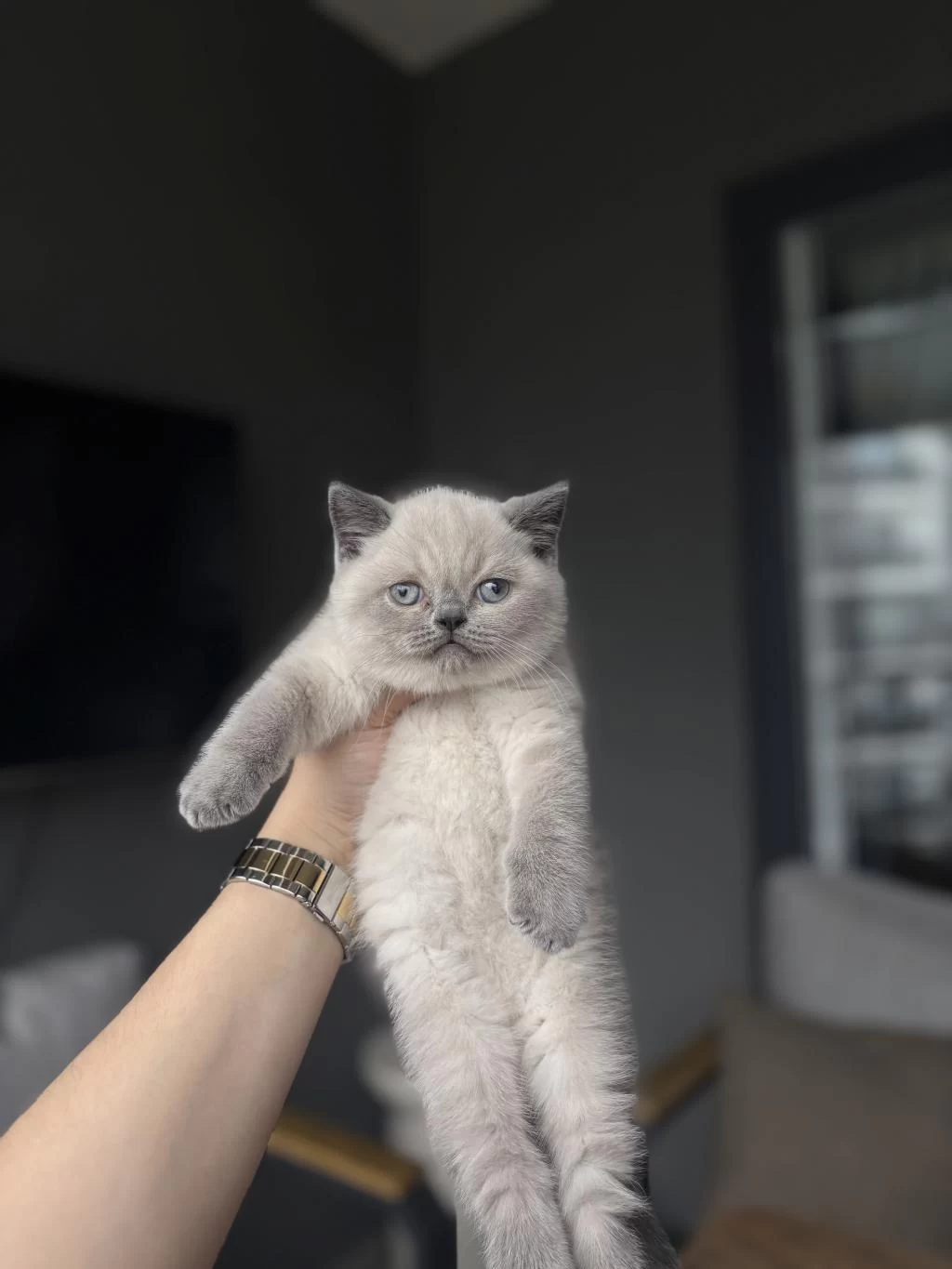 British Shorthair Blue Point Yavrularim