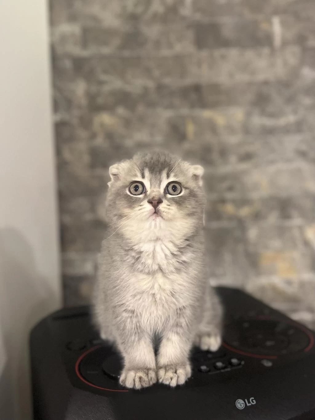 Scottish Fold A Kalite Yavrularim