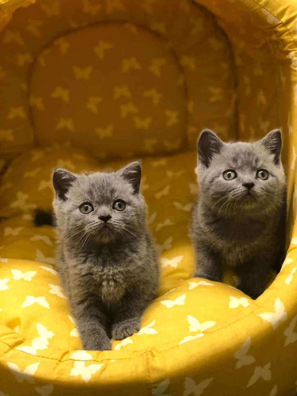 British Shorthair Gri Yavrularim
